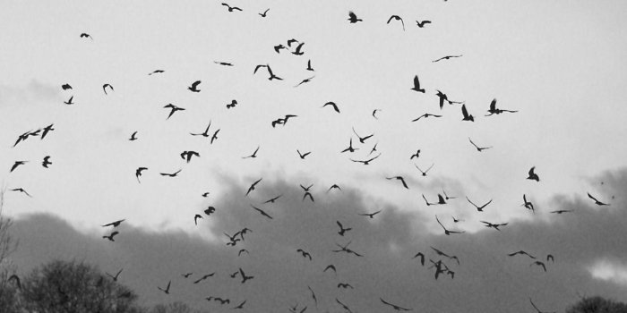 1280x1024 Bird Silhouette Wallpapers