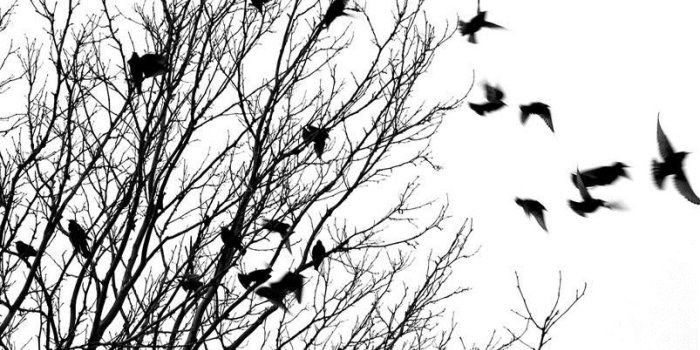 803x1200 for sympathy cards | Cards | Black, white birds, Bird silhouette