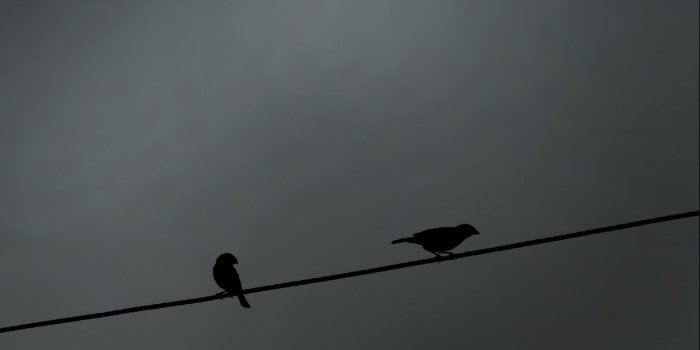 1332x850 Photo Wallpaper Wire, Birds, Silhouette, Shadow, Bird, - Blackbird