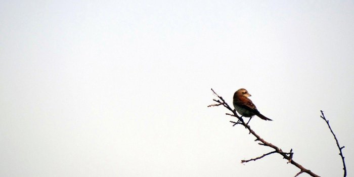 1920x1080 Bird Silhouette Wallpapers