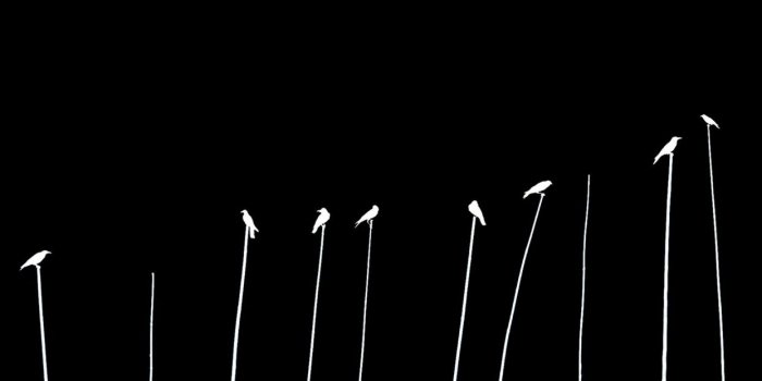 1244x700 Black and white birds silhouettes The Crow crows wallpaper