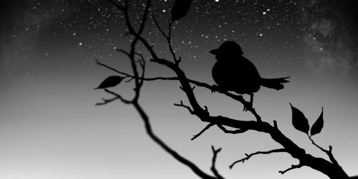 1152x864 Black Bird ❤ 4K HD Desktop Wallpaper for 4K Ultra HD TV • Wide
