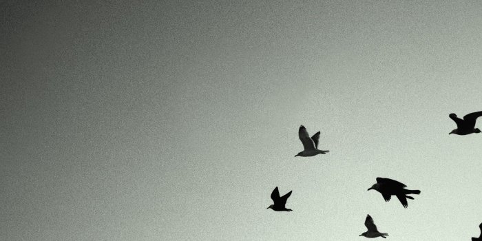 2048x2048 Flying Birds Black & White iPad and iPad 3 Wallpaper
