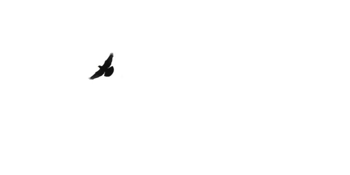 1920x1080 Black Bird HD wallpaper