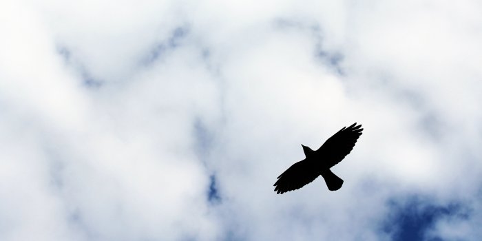 5184x3456 Black bird, Bird, Flight, Sky HD wallpaper | Wallpaper Flare
