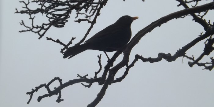 4288x2416 Blackbird Silhouettes and Marmalade | Nature Nutter