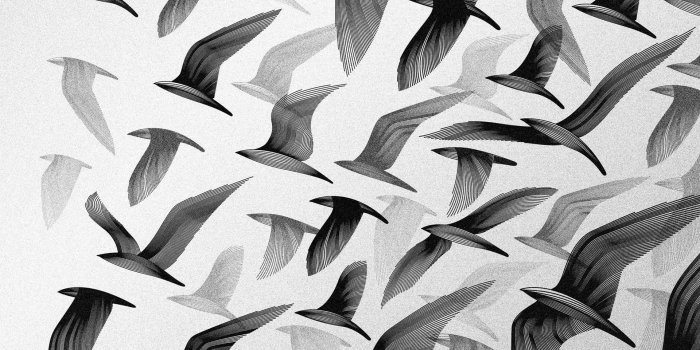 1920x1200 44+] Black and White Bird Wallpaper on WallpaperSafari
