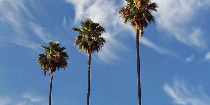 1958x1414 3073186 blue sky, los angeles, palm trees, palms wallpaper and
