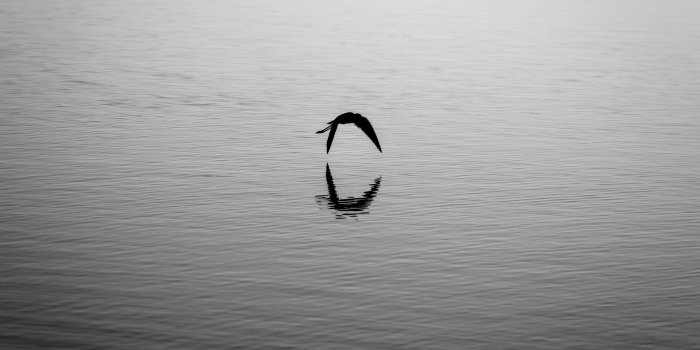 5120x3200 Flying Bird Silhouette Reflection ❤ 4K HD Desktop Wallpaper for 4K