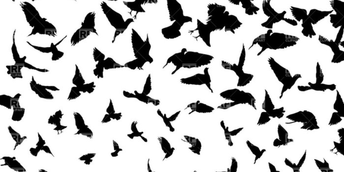 1092x1104 Flying Bird Silhouette Wallpaper | behindthefaceandmask