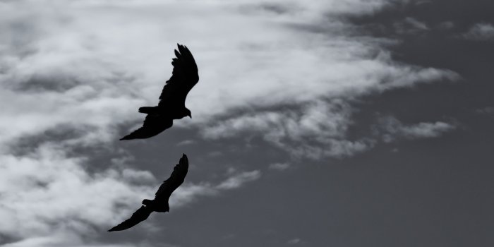 5184x3456 Two silhouette of birds HD wallpaper | Wallpaper Flare