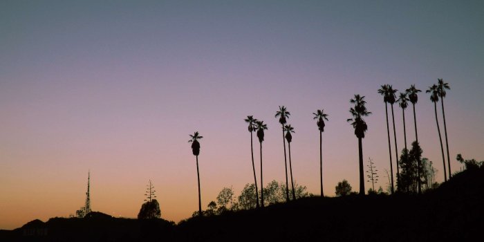 3000x2250 3113284 gradient, hollywood, los angeles, palms, plants, silhouette