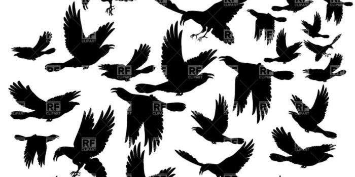 1092x1116 Flying Bird Silhouette Wallpaper | behindthefaceandmask