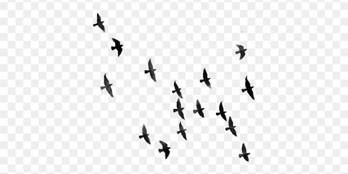 900x1280 Free Bird Silhouette Wallpaper, Download Free Clip Art, Free Clip