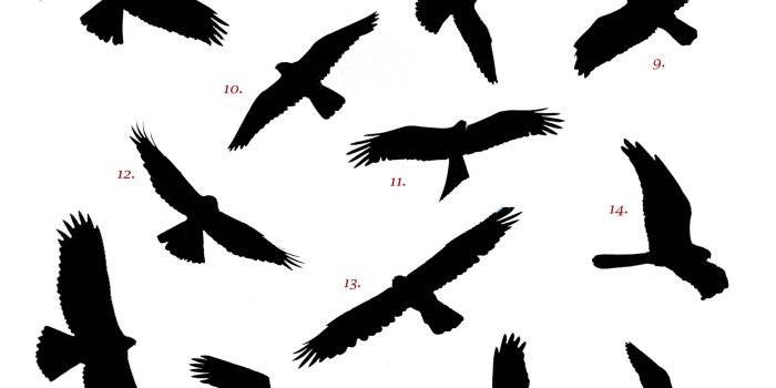 2480x3508 Computer Wallpapers, Desktop Backgrounds Bird Silhouette, 333.36 KB