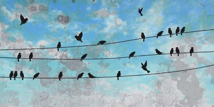 1663x1663 INSTABILELAB WALLPAPER BLACK BIRD - TattaHome