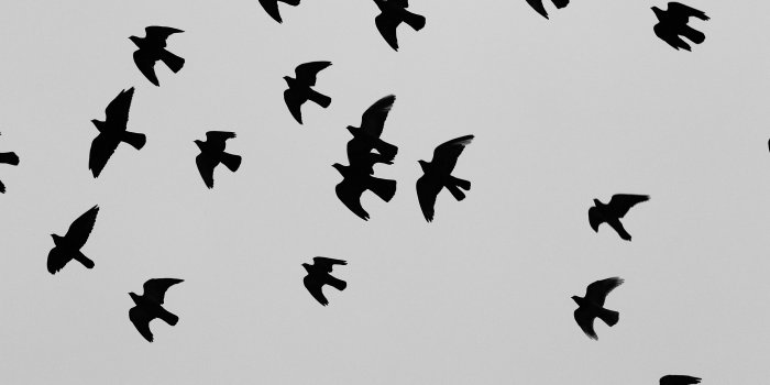 5760x3840 black birds litter free image | Peakpx