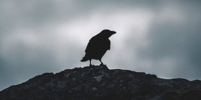 3840x2160 Download wallpaper 3840x2160 raven, silhouette, bird, sky, dark 4k