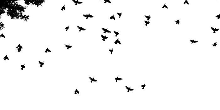 1600x1067 60+ Hipster Birds Wallpapers - Download at WallpaperBro