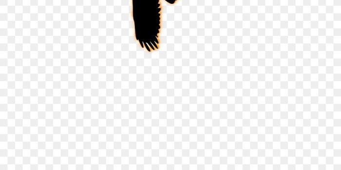 900x1060 Free Bird Silhouette Wallpaper, Download Free Clip Art, Free Clip