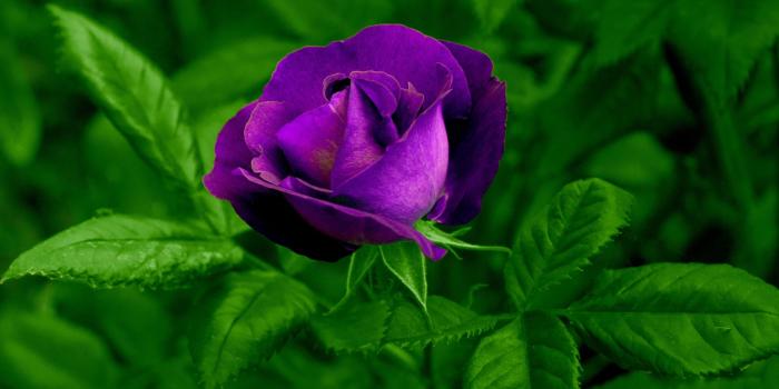 2880x1800 Purple Rose ❤ 4K HD Desktop Wallpaper for 4K Ultra HD TV • Wide