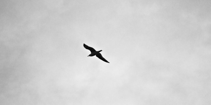 1600x1066 Sky Animal Black-And-White Silhouette Bird Royalty Free Images