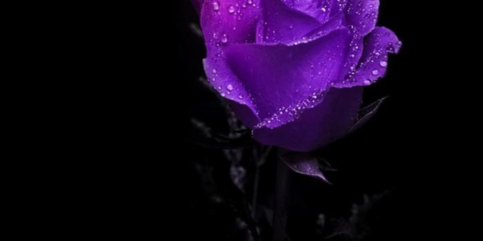 1024x768 Wet Purple Rose. [Desktop wallpaper 1024x768] | Plants Desktop Wp's