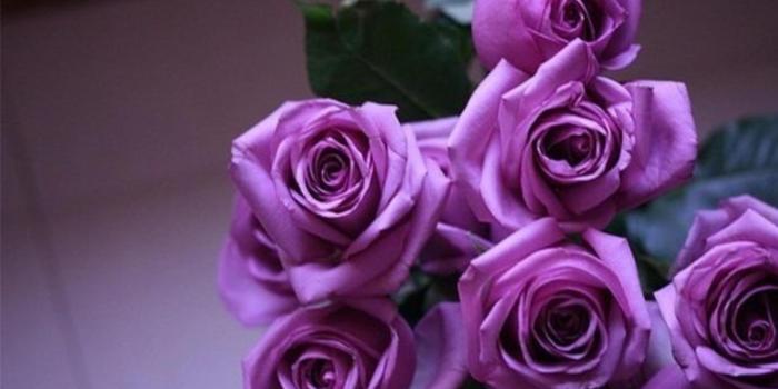 1920x1080 Purple Roses - Wallpaper, High Definition, High Quality, Widescreen