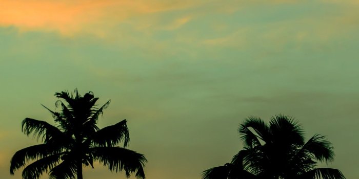 1440x2560 Wallpaper Palms, Sunset, Sky - Palm Trees Wallpaper Iphone X