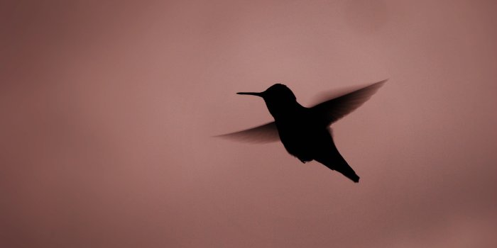 3840x2400 Black and white bird wall decor, hummingbirds, birds, silhouette