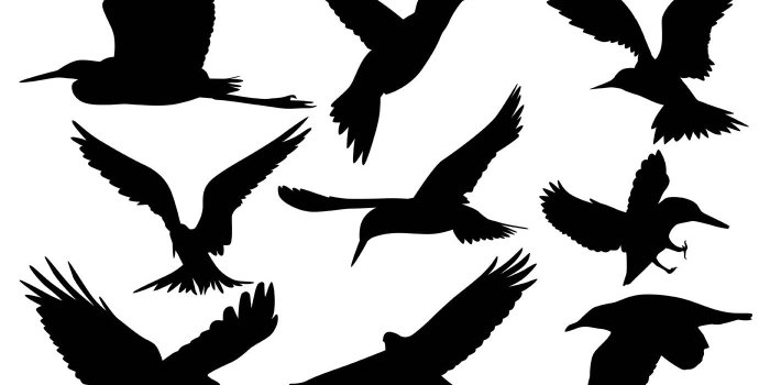 1400x980 BIRDS WALLPAPER
