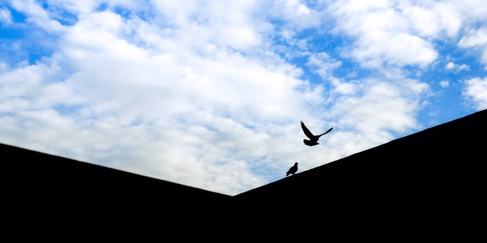 3000x1995 Two Black Birds - Free Stock Photo, Image, Wallpaper, HD Picture
