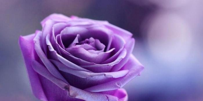 1920x1080 Purple Rose Hd Background