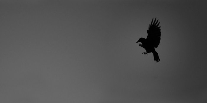 1920x1200 Bird wallpaper - Minimalistic wallpapers - #14934
