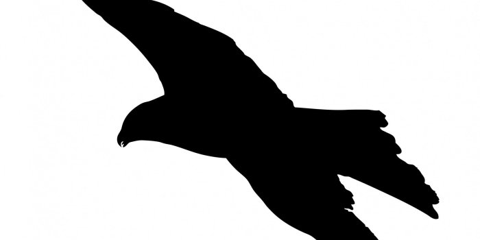 1920x1535 Bird Silhouette Wallpapers (58+ background pictures)