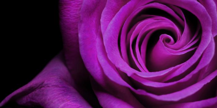 5200x3250 Wallpaper Violet Rose, HD, 5K, Flowers, #3502