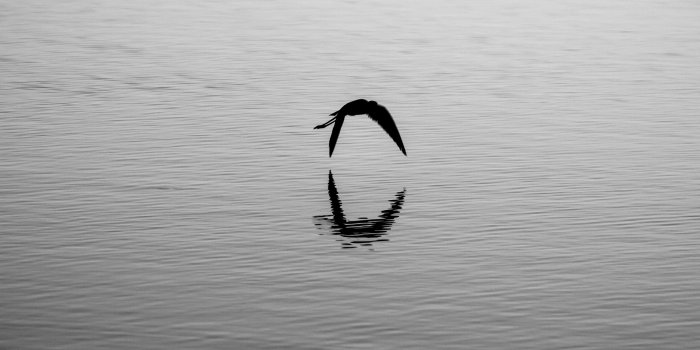 3840x3840 Flying Bird Silhouette Reflection ❤ 4K HD Desktop Wallpaper for 4K