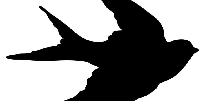 1105x1430 Animals Bird Silhouette 1105x1430px – 100% Quality HD Wallpapers