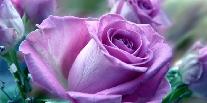 1600x1000 Free download Beautiful Roses HD Desktop Wallpapers in 1080p Super