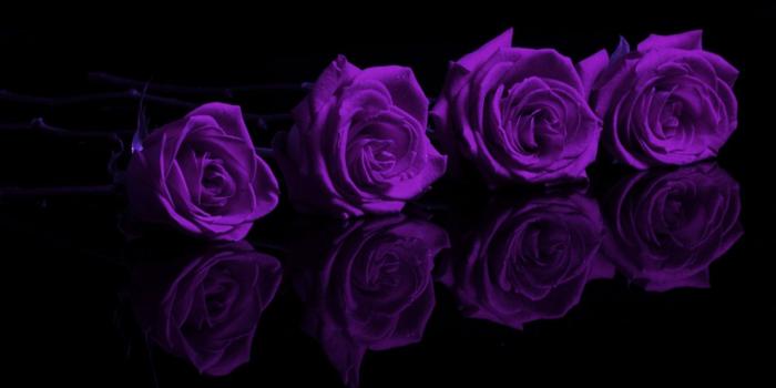 1600x889 Flowers: Purple Roses Oses Flowers Rose 1080p Wallpaper for HD 16:9