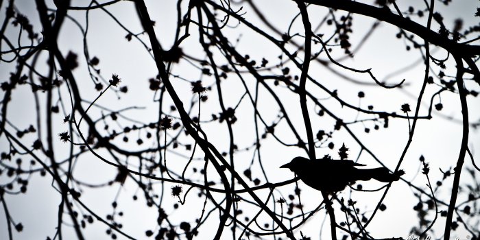 2560x1600 Bird Silhouette Wallpapers (58+ background pictures)