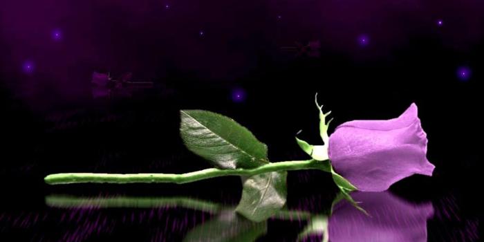 1280x800 49+] Purple Rose Wallpaper for Desktop on WallpaperSafari
