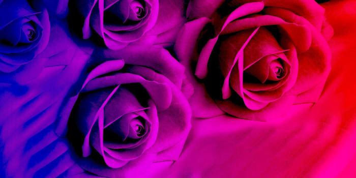 1920x1080 Violet Rose Wallpaper (60+ images)