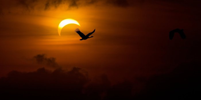 2048x1365 Silhouette photography of black bird against crescent moon HD