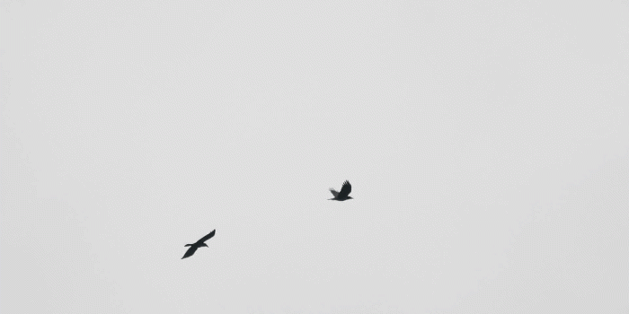 1920x1080 silhouette of a bird flying on a white background Stock Video Footage -  Storyblocks Video