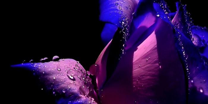 1680x1050 Purple Rose Backgrounds