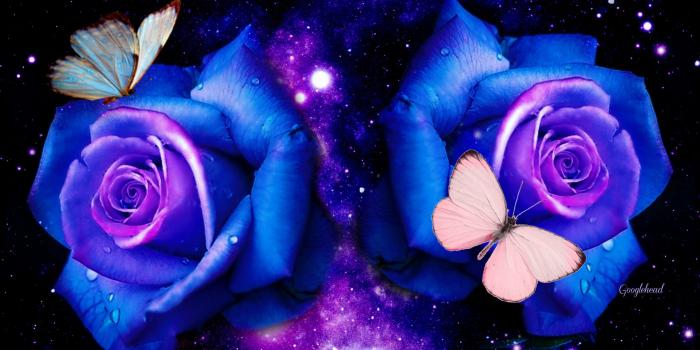 3025x1952 50+ Blue and Purple Rose Wallpapers - Download at WallpaperBro