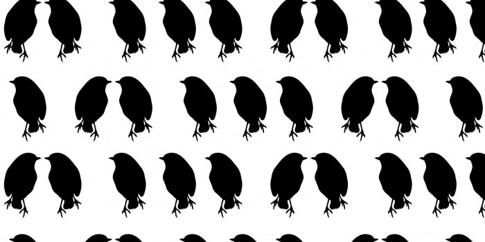 1920x1666 Bird,birds,robin,robins,animal - free photo from needpix.com