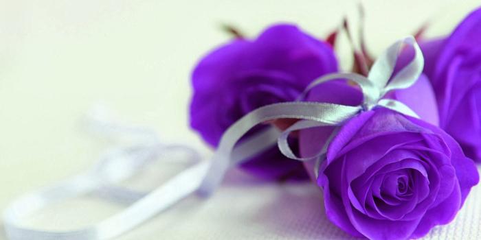 1920x1080 Purple roses with silver ribbon wallpapers and images - wallpapers