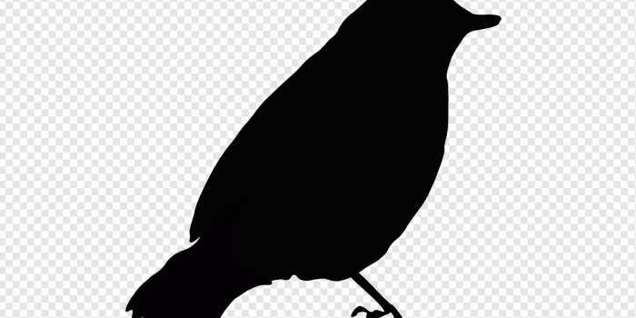 1600x1200 Black Bird Silhouette Clip art, Icon and SVG - SVG Clipart